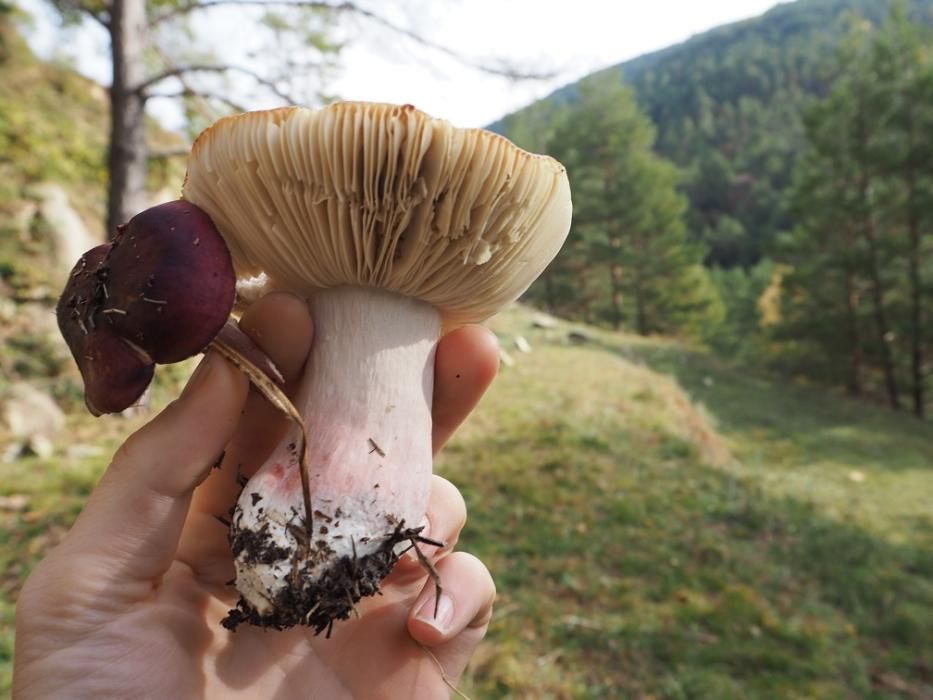 Matinal de natura i gastronomia al Berguedà