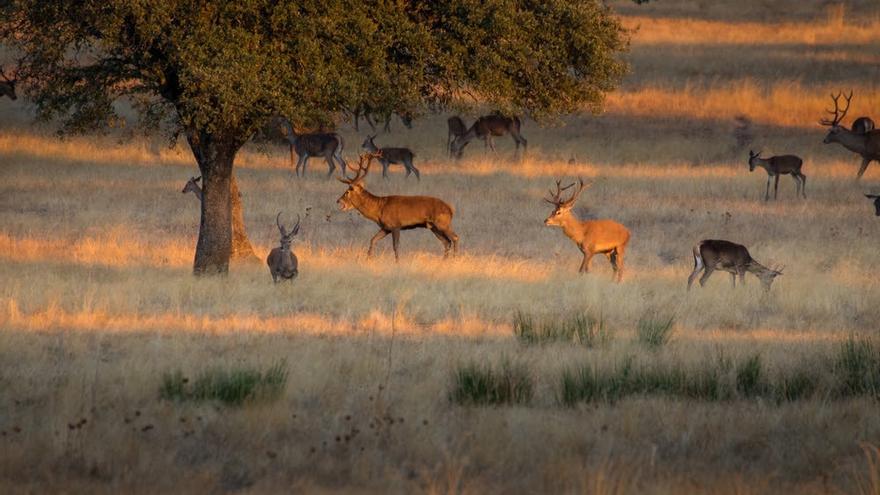 ONG ambientales recurren la resolución de la Junta de Extremadura que permite cazar en el Parque Nacional de Monfragüe