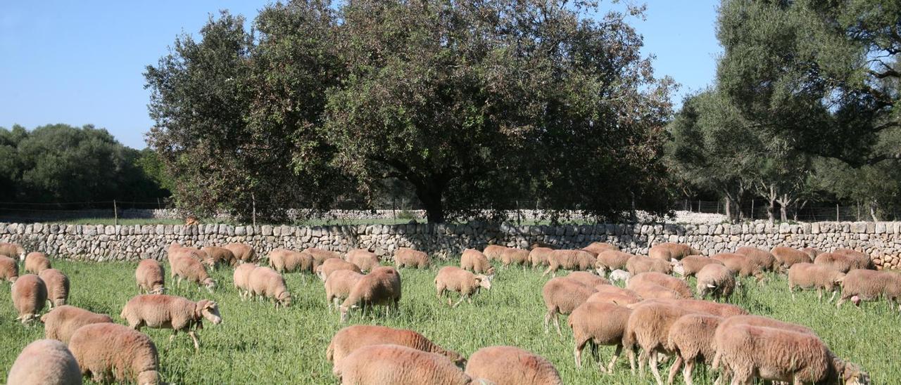 Emergencia sanitaria: "La lengua azul no representa ningún riesgo para los consumidores"