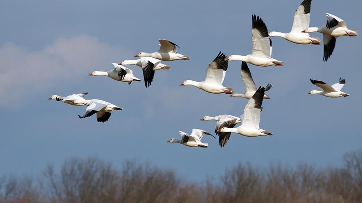 Aves migratorias en vuelo.