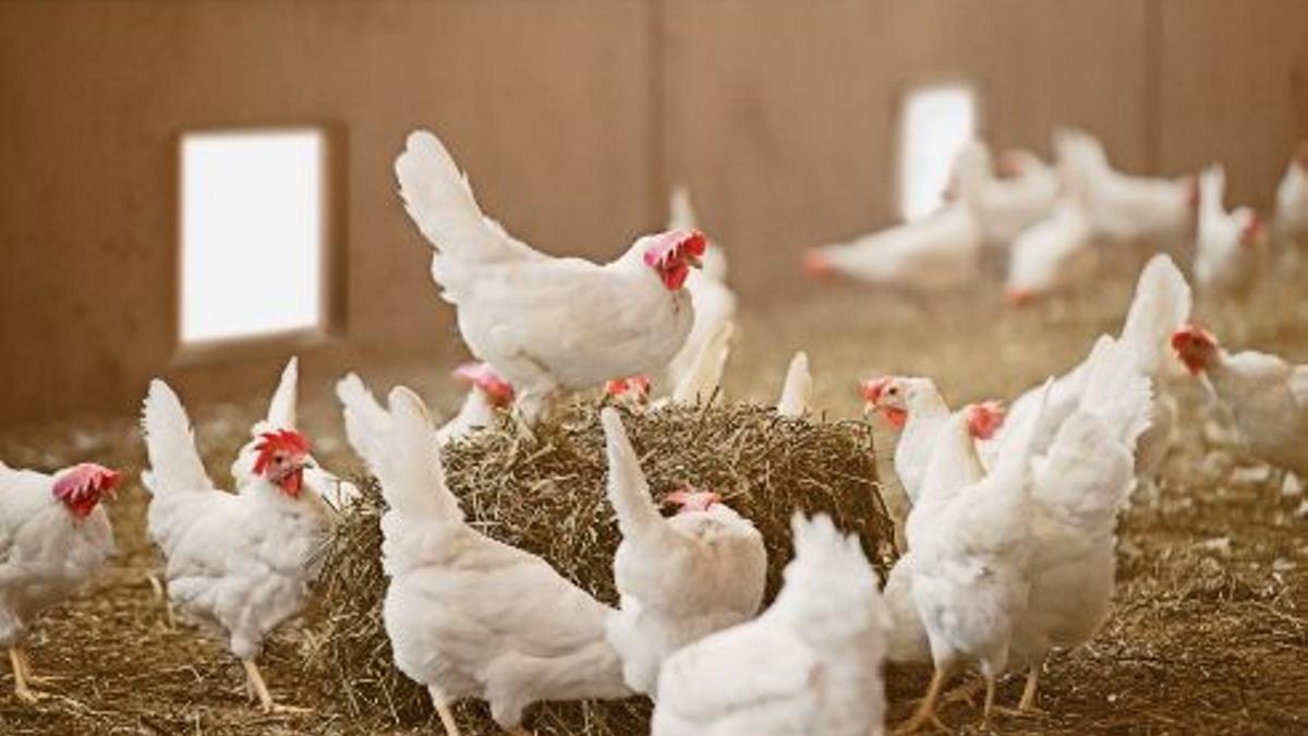 Explotación de gallinas, en una imagen de archivo.