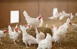 El Govern confina totes les granges d’aus d’Espanya després de l’auge de la grip aviària