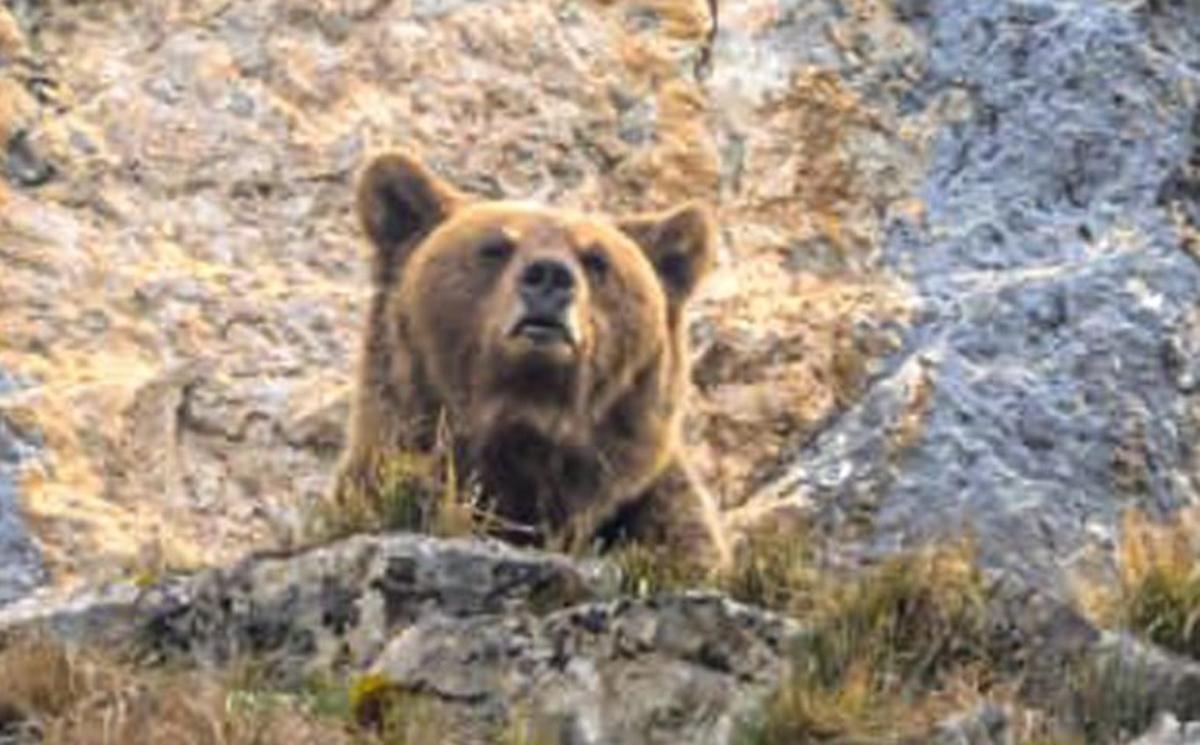 El turismo osero despierta en Asturias