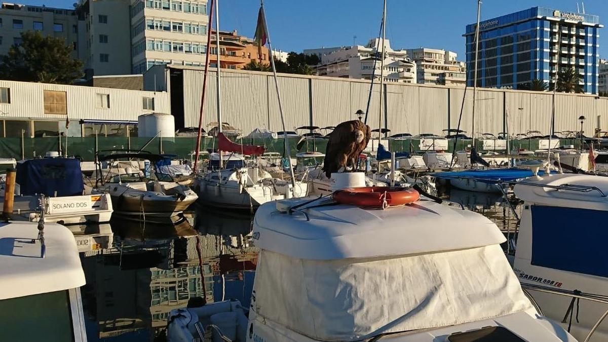 Un buitre leonado, posado sobre una embarcación en el puerto de La Bajadilla.