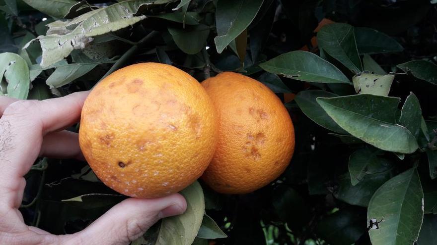 Naranjas afectadas por pedrisco