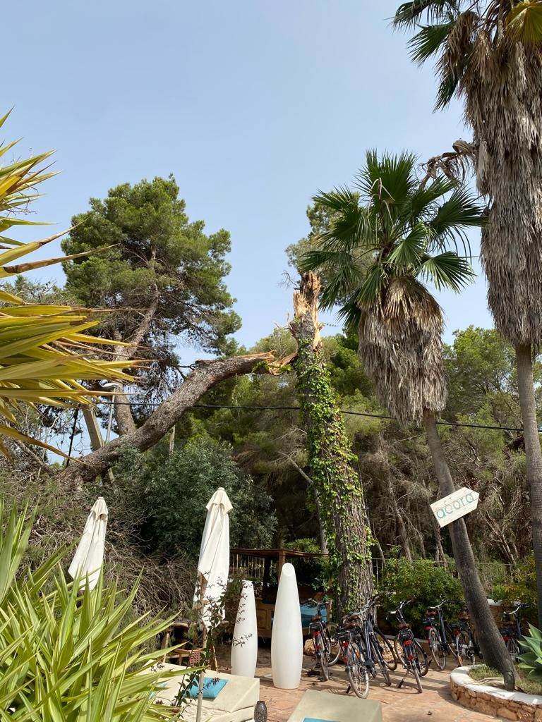 Un pino de grandes dimensiones cae sobre la piscina de un hotel de Ibiza
