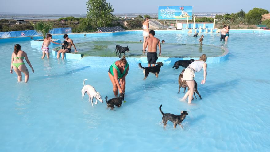 Elche abre la primera piscina para perros en La Marina como alternativa a  las playas caninas