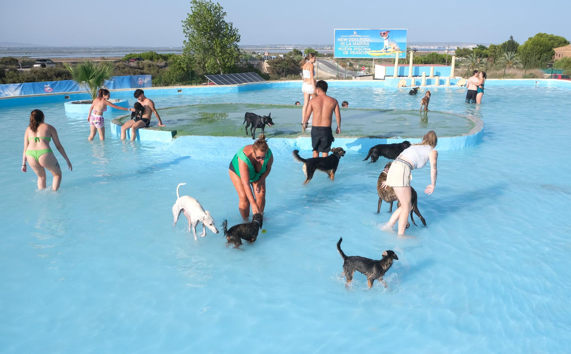 Nuevas Piscinas para perros 