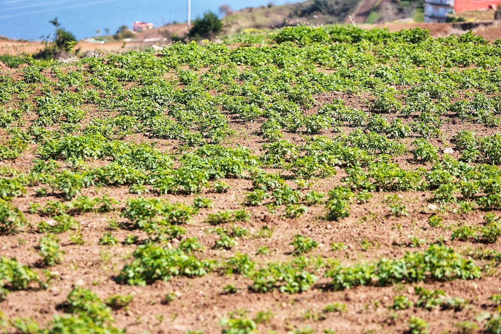 Reportaje sobre los productores de papa bonita en Icod el Alto