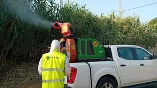 Mosquitos, cucarachas y polillas: las plagas que protagonizarán el verano