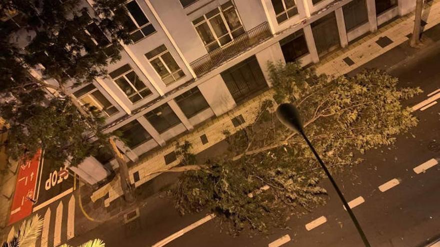 Un árbol se precipita en la Avenida Primero de Mayo