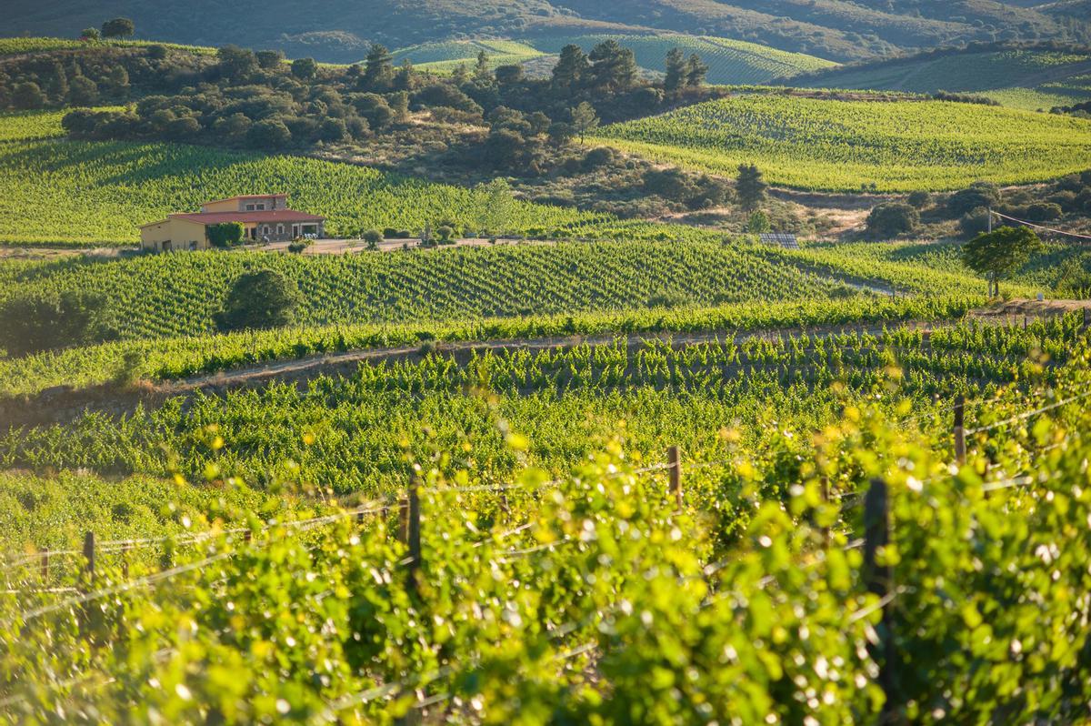 Viñedos en terraza en el valle do Douro