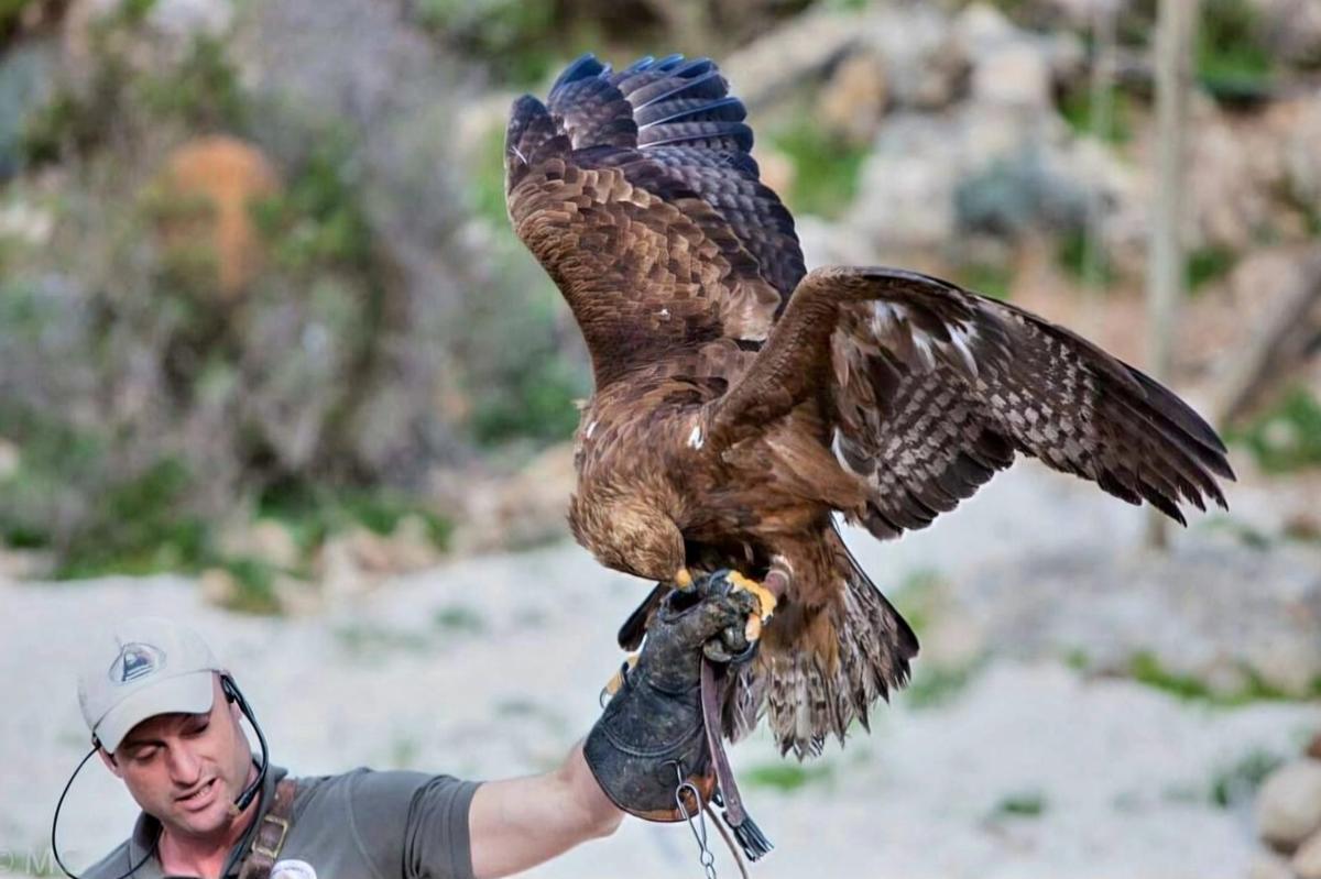 Valle de las Águilas, el paraíso de Málaga a 800 metros de altura donde ver el vuelo de halcones, águilas y buitres con las mejores vistas del Mediterráneo
