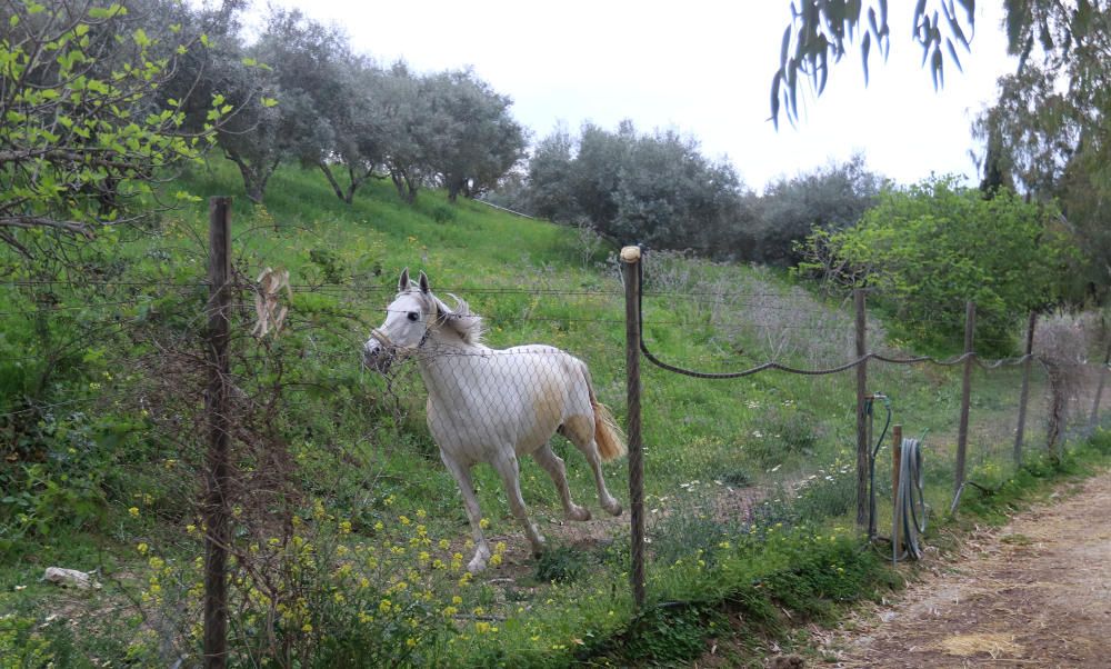 Santuario de caballos CYD Santa María en Alhaurín