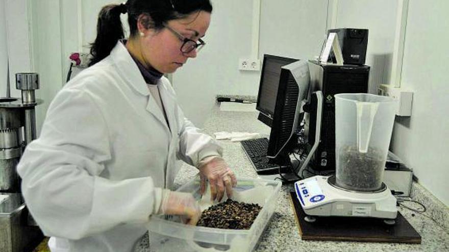 Rocío Barreiro manipula té de camelias en un laboratorio de O Areeiro. | // FDV