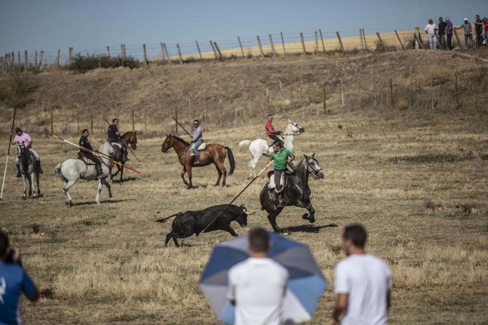 Fiestas en la provincia | Encierro en Fuentelapeña