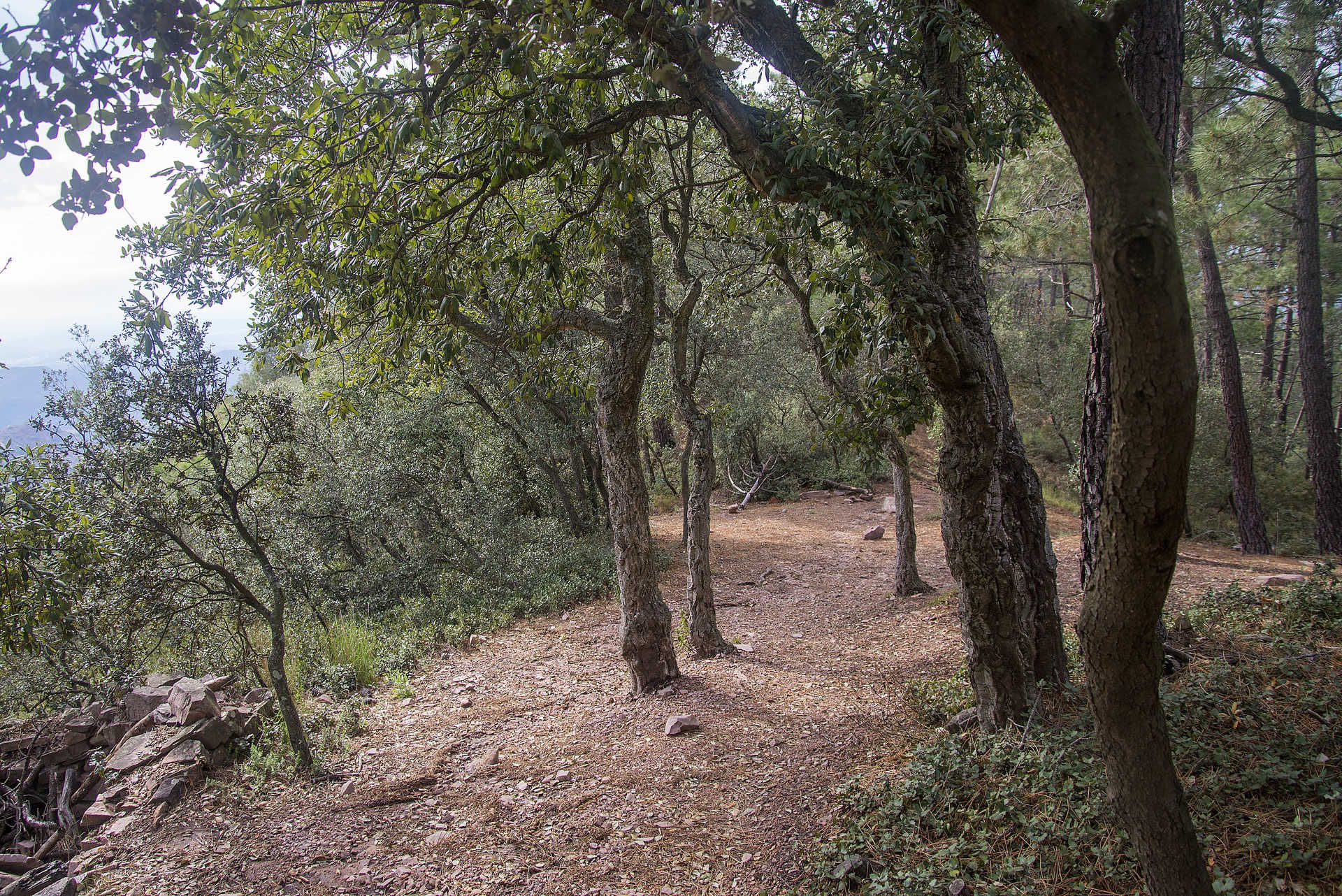 Parque natural de la Sierra de Espadán