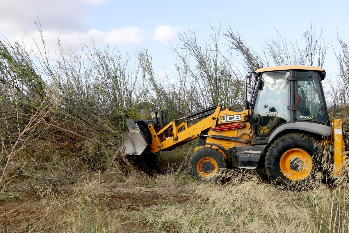 Una excavadora retirando los árboles muertos por la sequía de hace dos años.