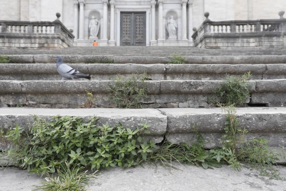 Males herbes a l'escalinata de la Catedral de Girona