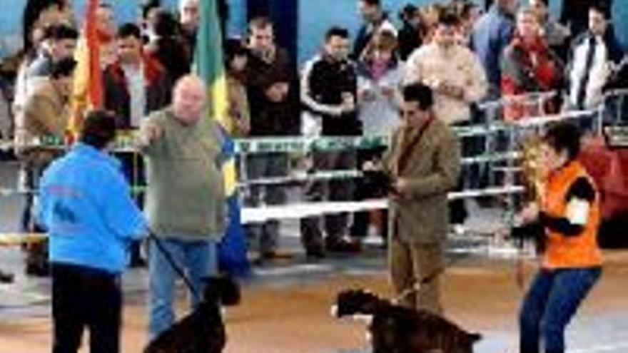 El temporal reduce a la mitad la participación de perros boxer