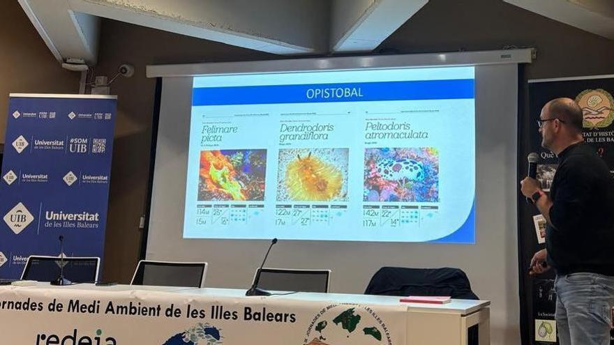 Un proyecto para conocer las babosas del mar de Ibiza y Formentera