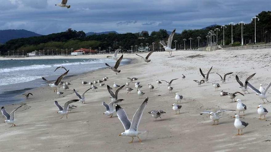 Un grupo de gaviotas en la playa de Samil, completamente vacía. // Ricardo Grobas