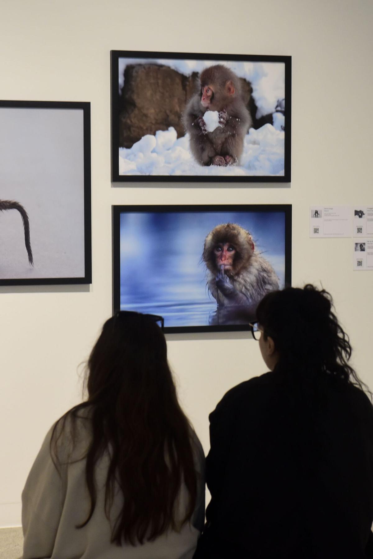 La sede de Afundación de A Coruña expone más de 70 fotografías que muestran diferentes especies de animales con una mirada cómica La sede de Afundación de A Coruña expone más de 70 fotografías que muestran diferentes especies de animales con una mirada cómica