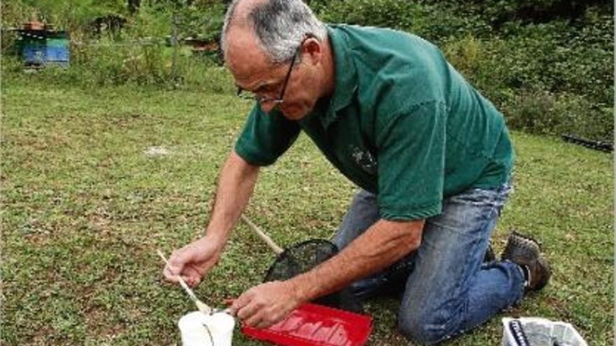 L&#039;apicultor Carles López aplica insecticida a una vespa asiàtica en un camp olotí.