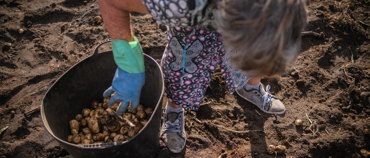 Una agricultora recoge papas en La Palma.