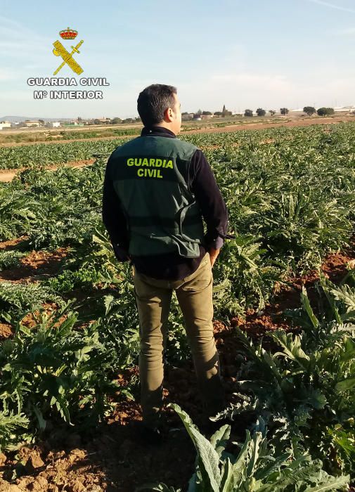 Los ladrones de alcachofa de Torre Pacheco, detenidos