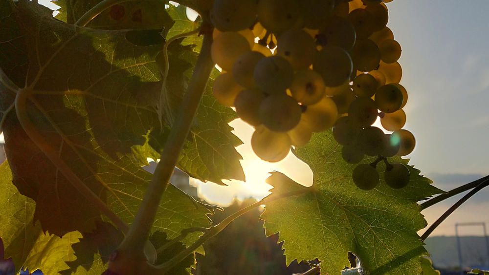 El sol va a amagar-se a l’horitzó, mentre el raïm va madurant.