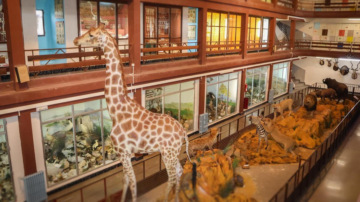 La gigantesca jirafa es uno de los animales más icónicos del museo de ciencias naturales El Carmen, en Onda.