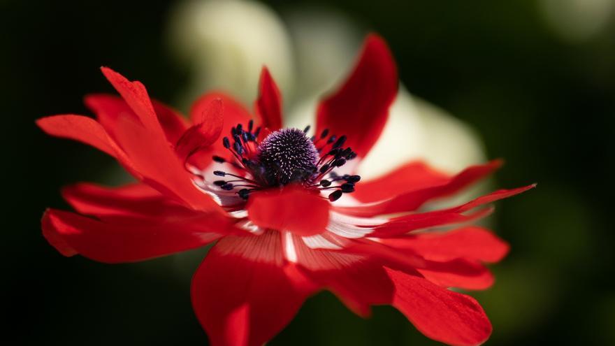 PLANTAS DE INTERIOR | Anémona, una de las flores más vistosas que puedes  cultivar en casa