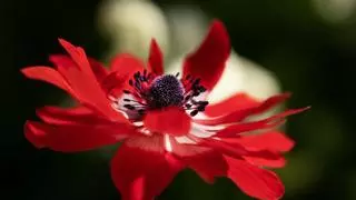 Anémona, una de las flores más vistosas que puedes cultivar en casa