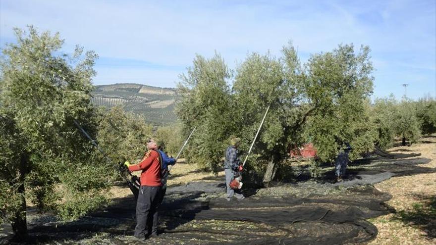 ¿Dónde va tanto aceite?