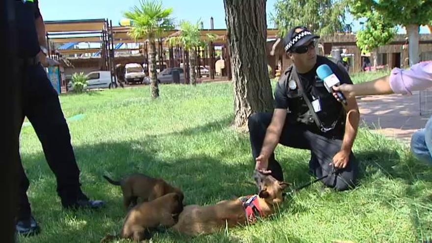 Cómo se adiestra a un perro policía para detectar estupefacientes