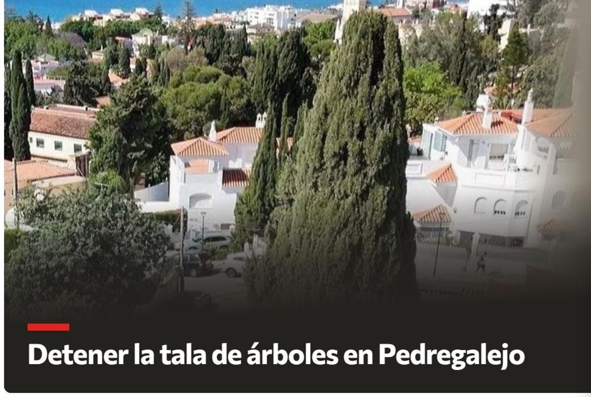 Portada de la campaña en change.org, con el ciprés de Pedregalejo en primer plano.