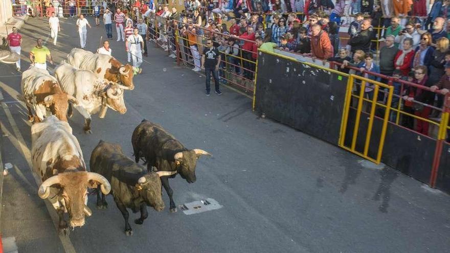 Dos novillos de Juan Luis Fraile arropados por los cabestros.