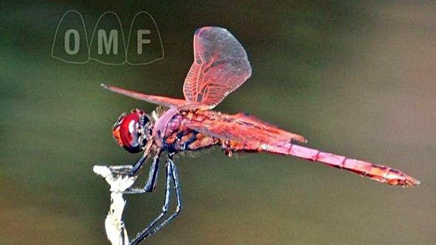 Ejemplar de &quot;dardo morado&quot; fotografiado en el Río Negro.