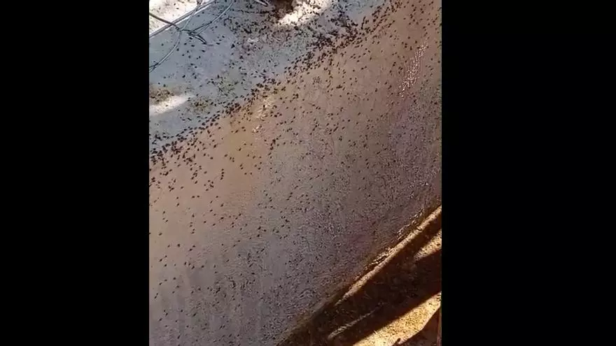 Invasión de chinches en La Torre: "Han salido de un huerto y están por todas partes"