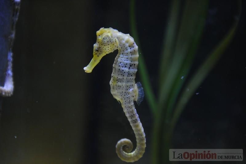 El acuario de la UMU albergará las especies emblemáticas del Mar Menor