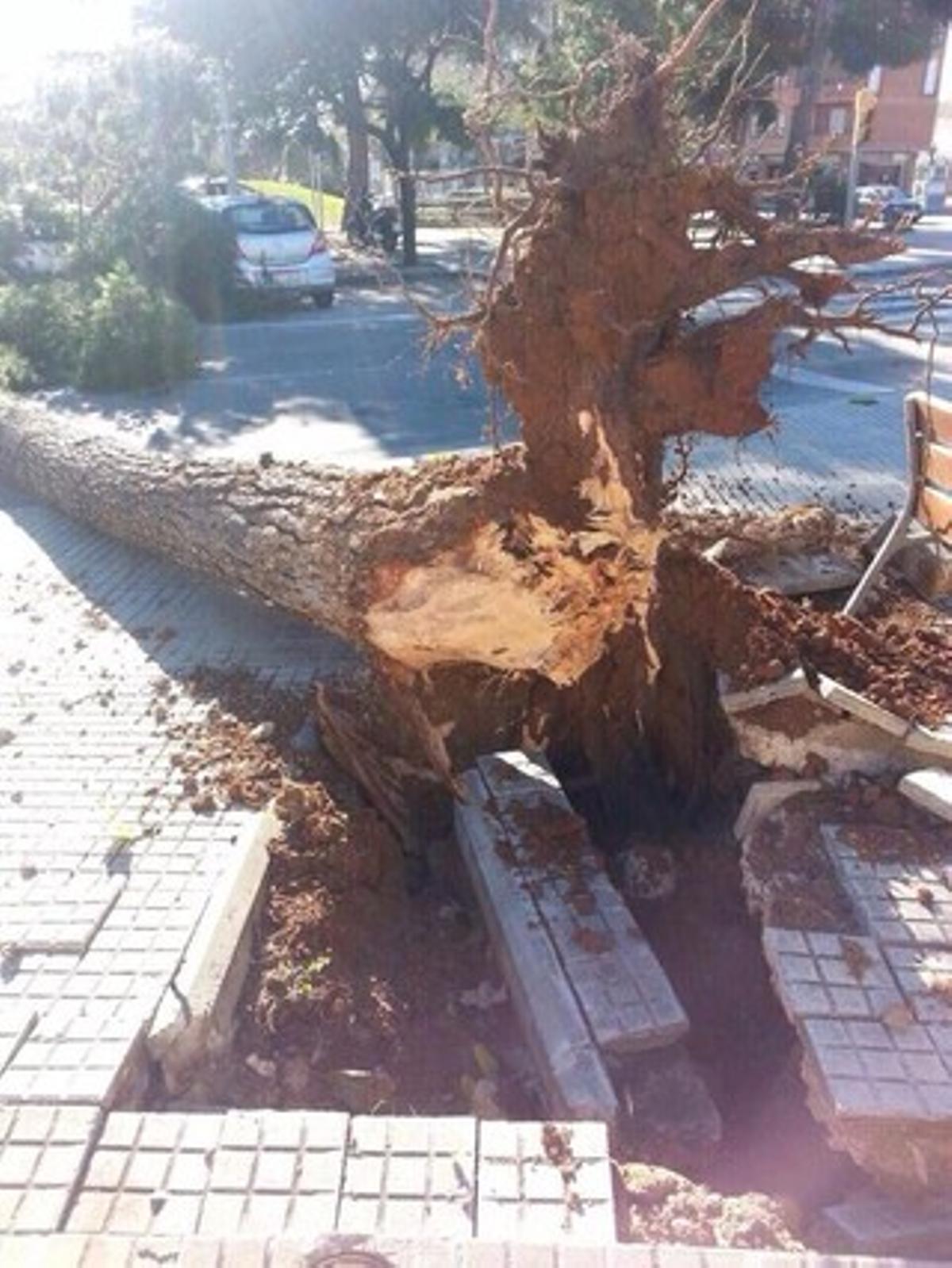 Un arbre que ha caigut a la ciutat de Terrassa.