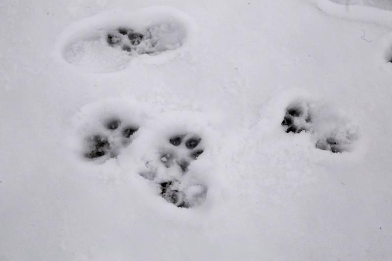 Visita al Teide nieve  | 06/12/2019 | Fotógrafo: Delia Padrón