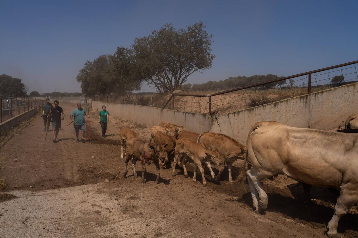 Las vacas de la granja de Jordi, una de las dos víctimas mortales del incendio de Torrefeta, pastan este 2 de julio de 2025. Los bomberos siguen trabajando en el lugar un día después del devastador fuego que, según las primeras investigaciones, se inició por una segadora.