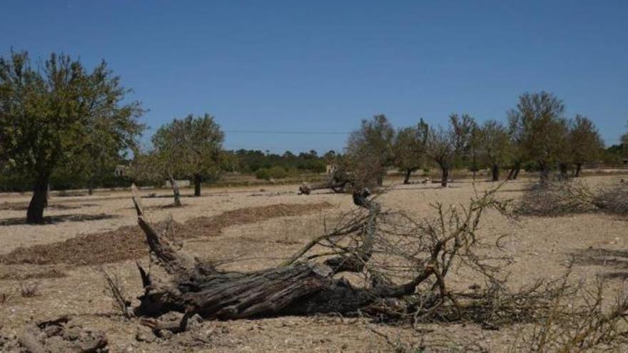 Declaran a toda Mallorca infectada por Xylella fastidiosa