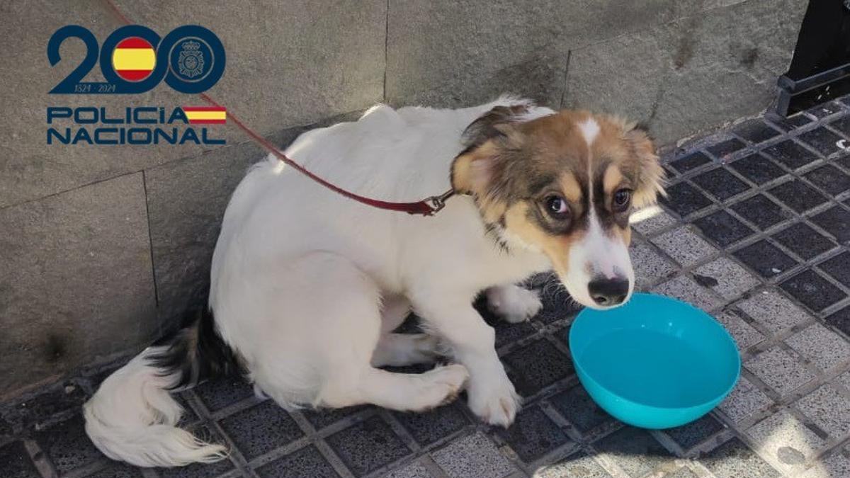 Perro auxiliado por la Policía Nacional.