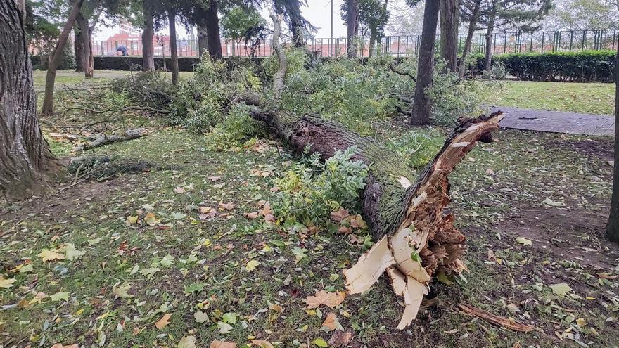 Benavente precinta las zonas verdes por la llegada de Ciarán