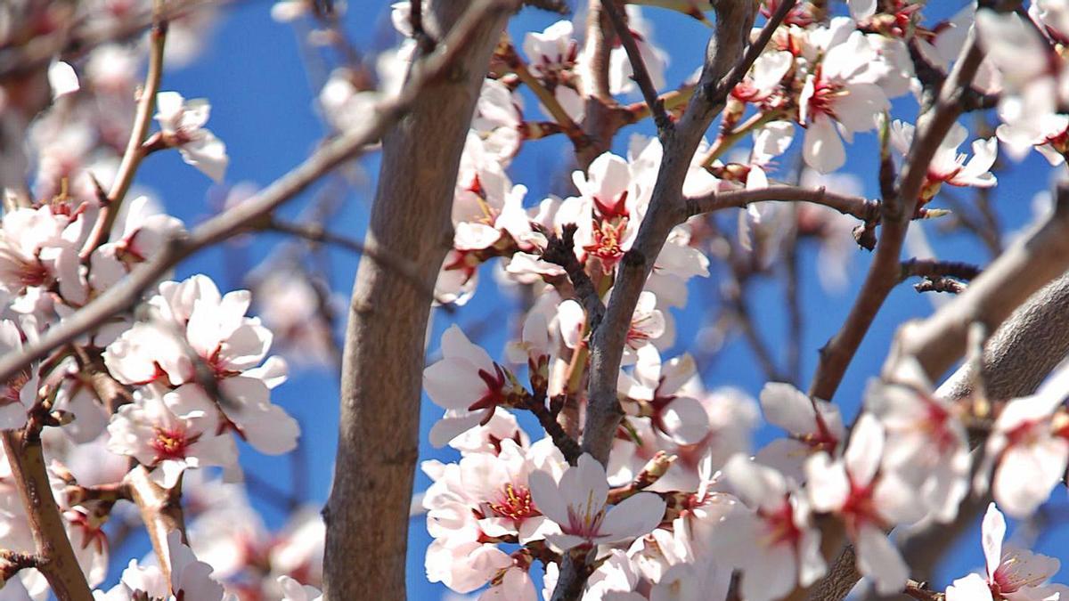 Un almendro en flor.