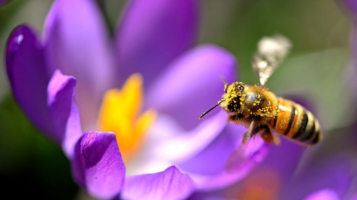 Una abeja polinizando una flor