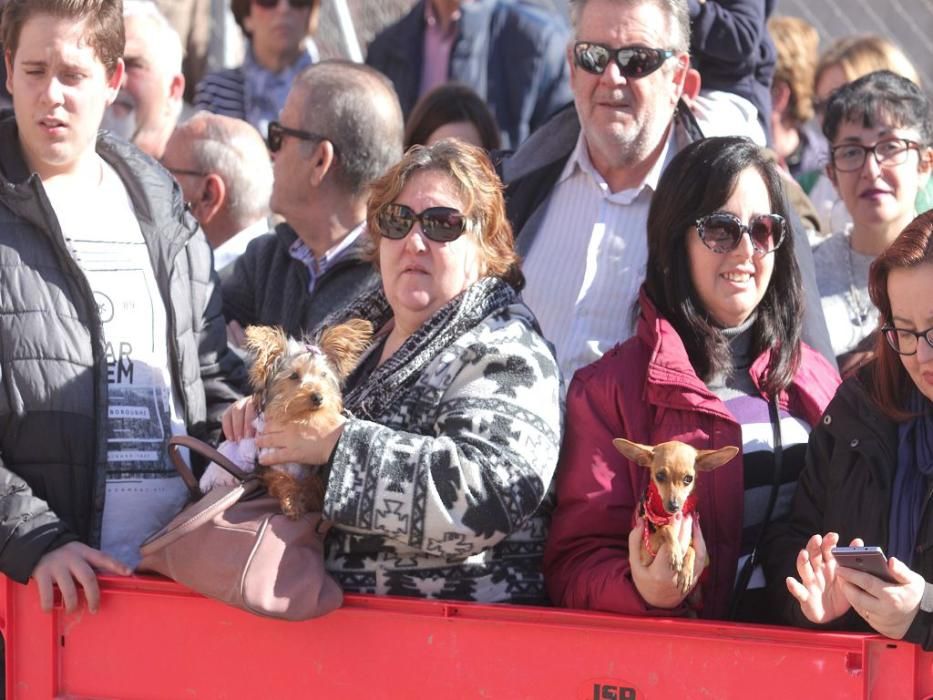 Los vecinos de Cartagena se han acercado junto a sus mascotas a recibir la bendición